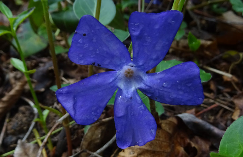 Vinca major / Pervinca maggiore